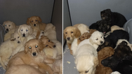 29 puppies rescued from illegal trafficking at Belfast Port