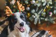 The food safety tips you need to know for your dog this Christmas