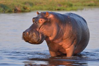 Two year old in Uganda rescued after being swallowed by a hippo