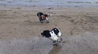 Long-lost dog siblings accidentally reunite on Kerry beach on Christmas Day
