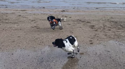 Long-lost dog siblings accidentally reunite on Kerry beach on Christmas Day