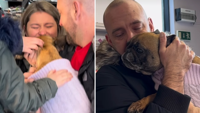 WATCH: DSPCA reunites family with stolen dog after two years