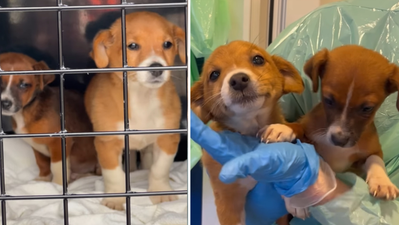 DSPCA rescue two puppies dumped in rubbish