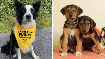 There’s been an 80% increase in dogs being re-homed due to housing limits