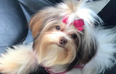 Owner left devastated when dog comes home completely unrecognisable