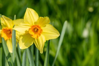 Daffodil Day: Here’s how you can support the Irish Cancer Society