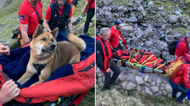 Injured dog lifted down mountain on stretcher by rescue team