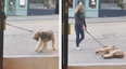 Dog goes viral after refusing to walk past pub without going in