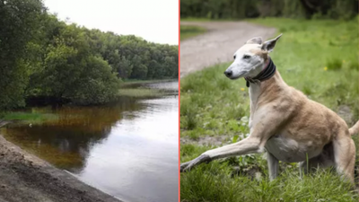 Deadly toxins discovered at Irish lake as six dogs die after walking in the area