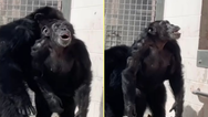 Heartwarming footage shows moment chimp gazes in awe at open sky