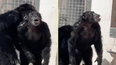 Heartwarming footage shows moment chimp gazes in awe at open sky