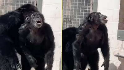 Heartwarming footage shows moment chimp gazes in awe at open sky