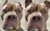 Animal shelter uses AI to highlight the cruel practice of ear cropping on dogs