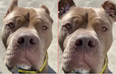 Animal shelter uses AI to highlight the cruel practice of ear cropping on dogs