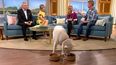 Woman who insisted her dog is vegan proved wrong on live TV
