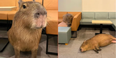 Japan’s capybara cafe puts cat cafes to shame