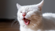 Why do we yawn even when we’re not tired?