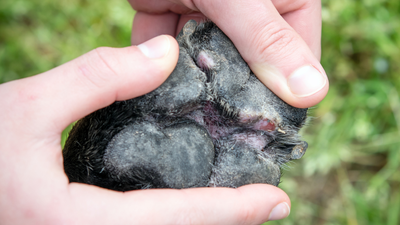 Pet owners advised to do ‘pavement test’ to see if they should walk their dog