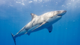 ‘Great white shark’ spotted swimming off Irish coast by fisherman