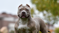 New measures on XL bully dogs will roll out next week