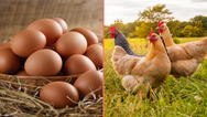 Scientists say they finally know what came first the chicken or the egg