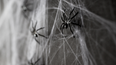 People urged to stop using fake spiderwebs as Halloween decorations