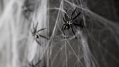 People urged to stop using fake spiderwebs as Halloween decorations