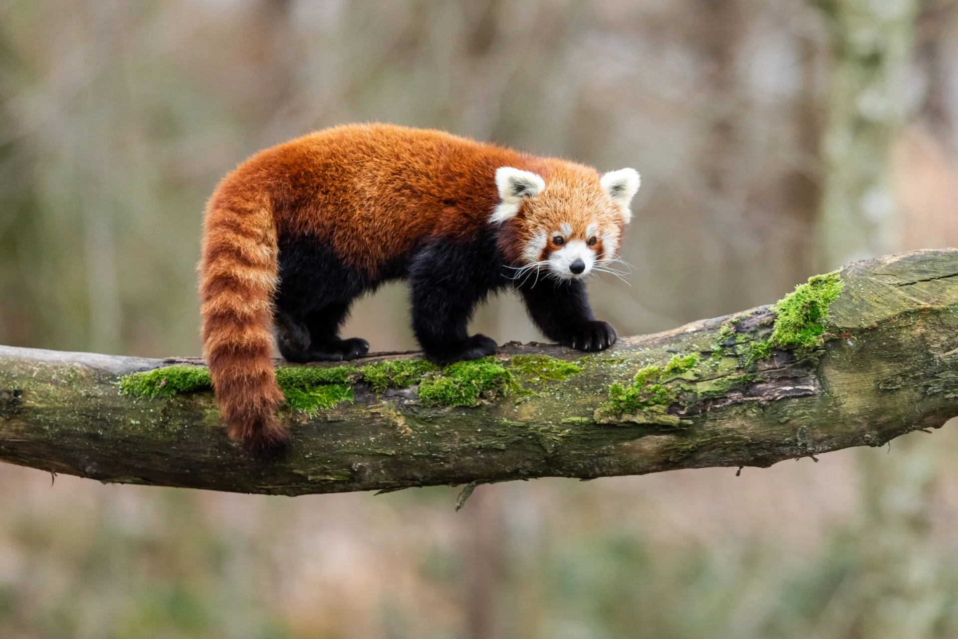Baby red panda dies from ‘firework stress’ in Edinburgh Zoo