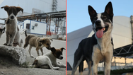 Dogs living in Chernobyl exclusion zone have mutated to develop new superpower