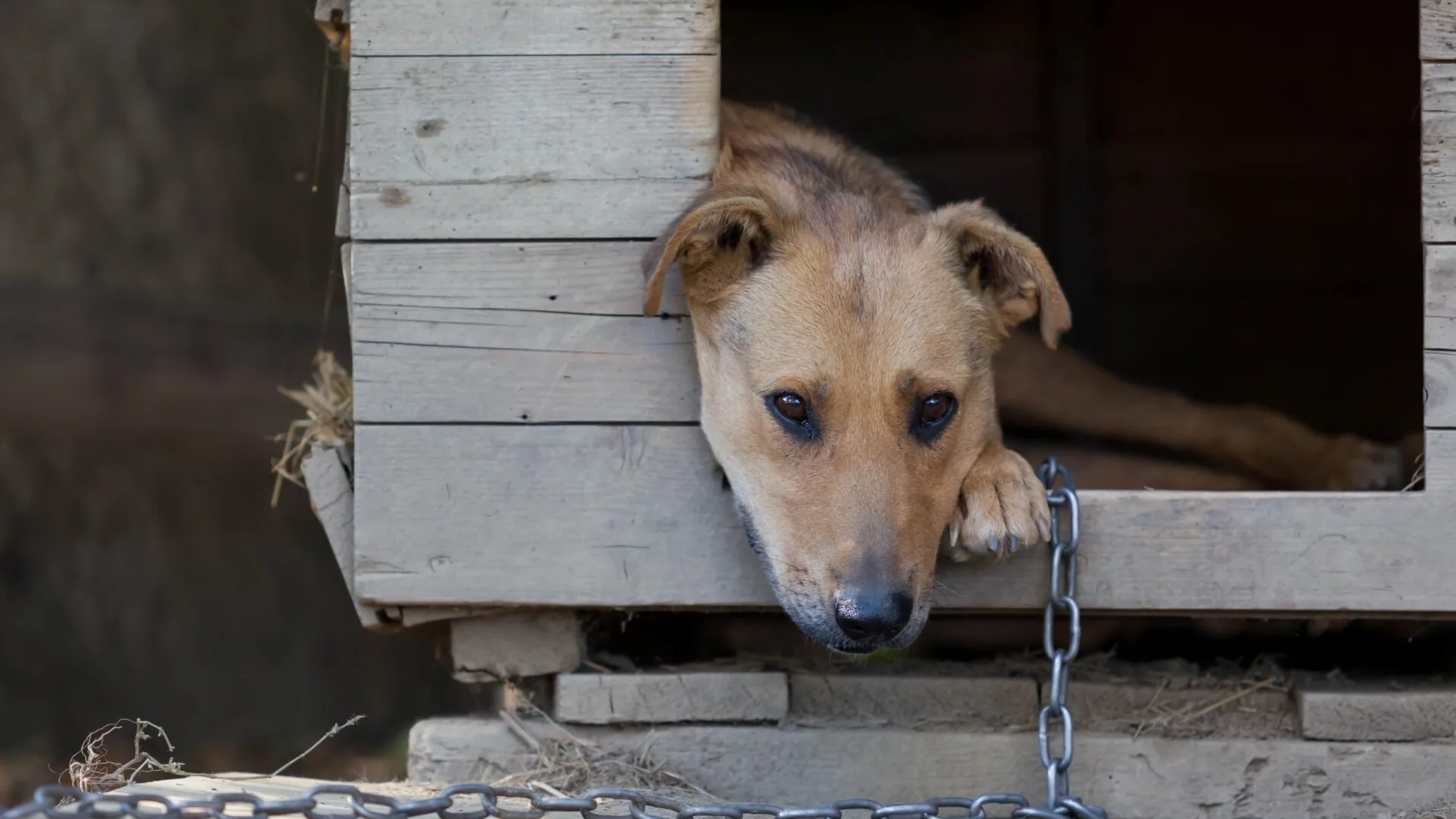 Woman divorces husband for leaving dogs outside in the cold all the time