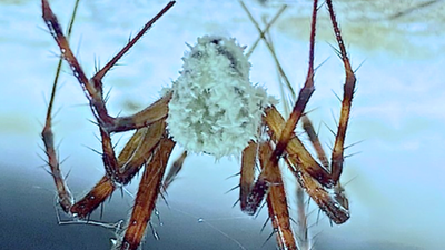 ‘Zombie spiders’ infected by fungus found in Ireland