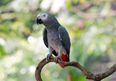 Woman stranded as airline refuses to allow ‘support parrot’ on flight