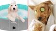 Give your dog the spa treatment with this outdoor pool designed for pets