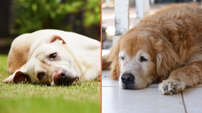 Best ways to keep your dogs cool in hot weather as experts issue warning