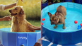 Keep your dog cool in this outdoor pool designed for pets