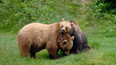 Wildlife park evacuated after two bears escape and raid honey store