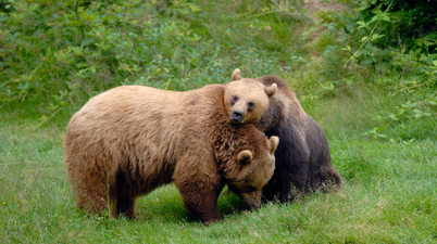 Wildlife park evacuated after two bears escape and raid honey store