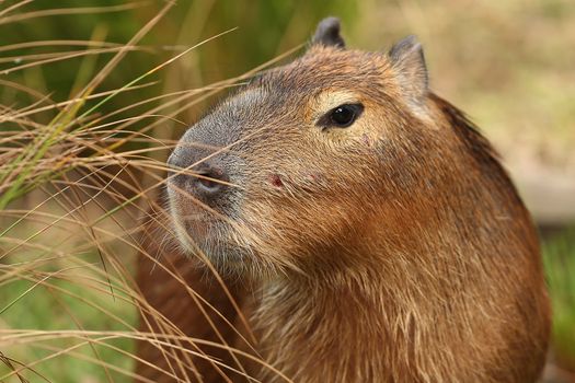 Animal lovers ecstatic over capybara cafe due to open this year