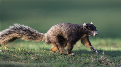 Experts issue warning after ‘zombie squirrels’ covered in warts discovered