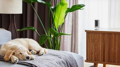 Ring Video camera branded ‘game changer’ by pet owners has priced slashed by 50%