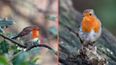 Irish households urged to take action if they see robins in their garden