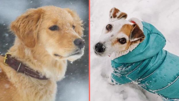 Expert issues warning over when it's too cold to walk your dog